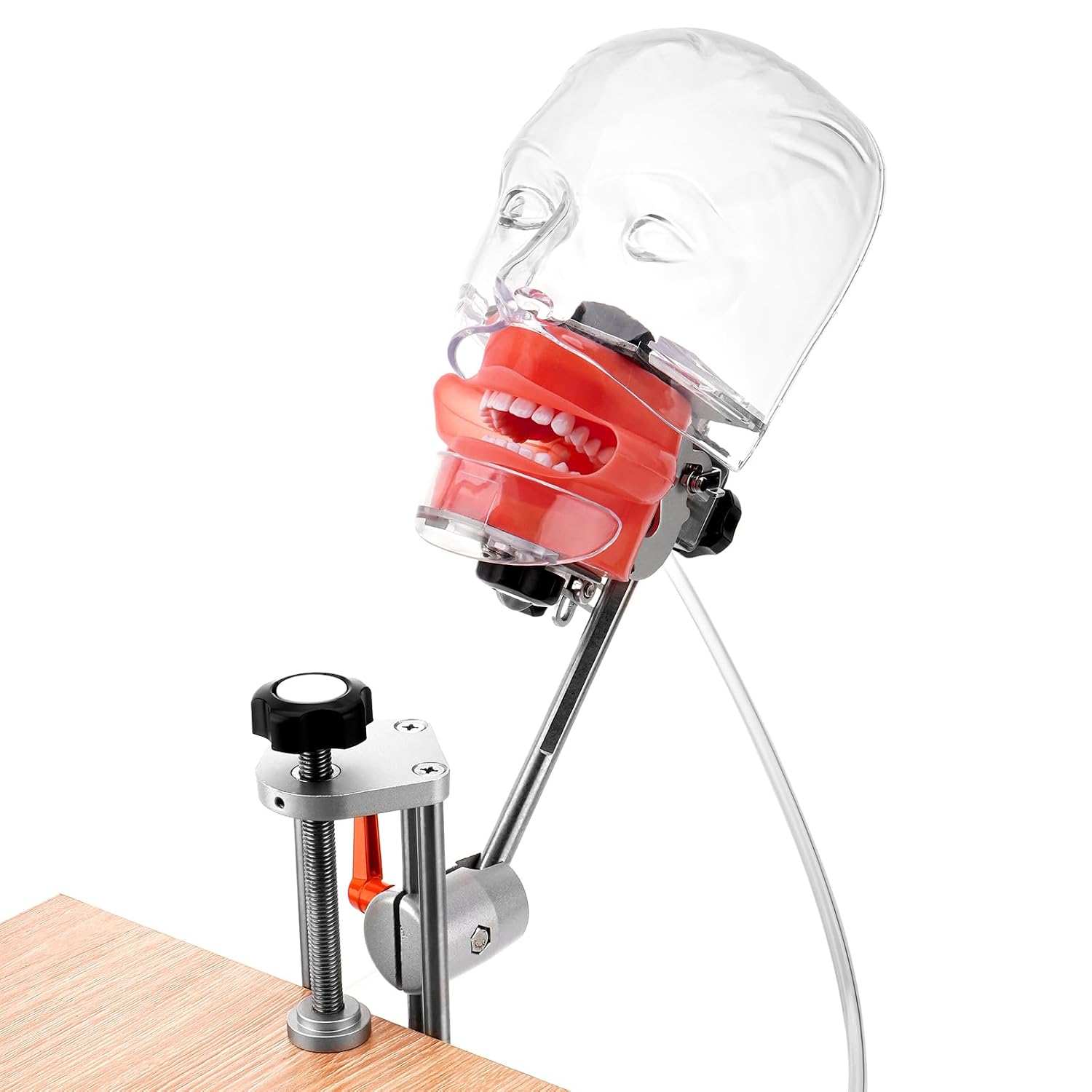 4E 4E's USA Dental Bench-Mounted Training Manikin (28 Teeth): Phantom Head Model with Desk Clamp, Head Base, Facemask & Drainage Tube, Ideal for Demonstration & Education