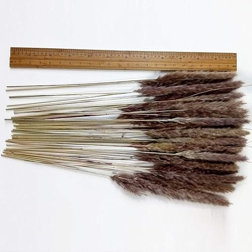 Miniatura 2 de 60 tallos de 22 pulgadas, flores secas naturales pequeñas de hierba de las pampas, Phragmites Communis, ramo de flores secas para bodas, arreglos