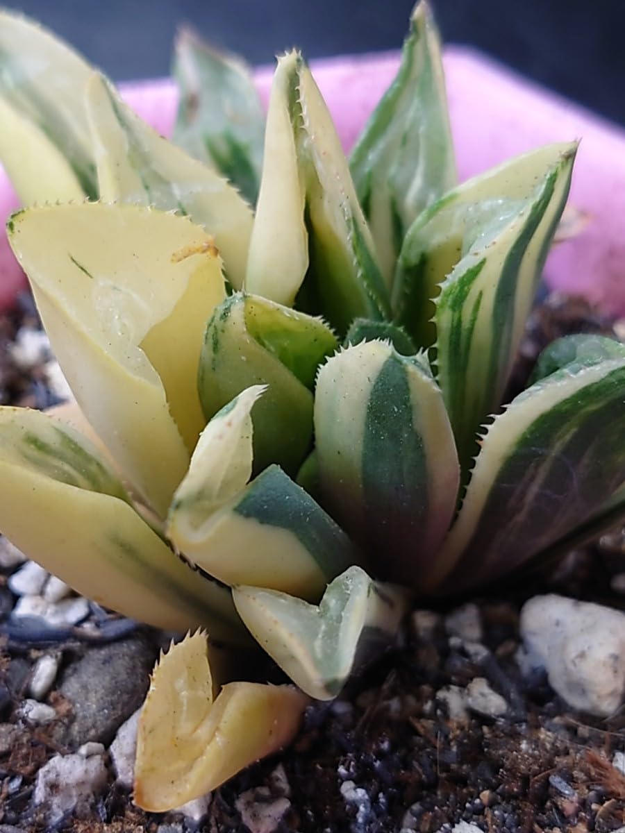 Amazon.co.jp: 多肉植物 韓国苗 ハオルチア ハイデルベルゲンシス錦