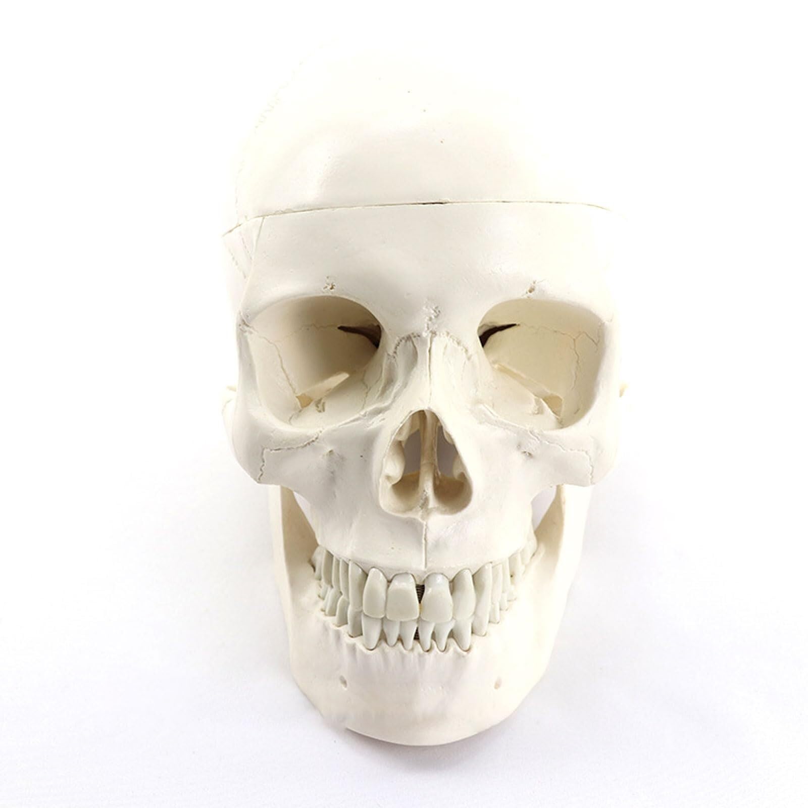 GTHTUHFD Model Man - Realistic Model Oa Human Skull For Study Courses In Human Size With Removable Elements.