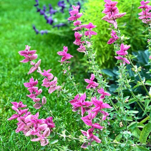 Chuxay Garden 50 Seeds Salvia Horminum Pink Sunday Seed,Annual Sage,Salvia Viridis,Annual Clary Lovely Pink Flowers Hardy Herb Plant Great For Garden #TOP2