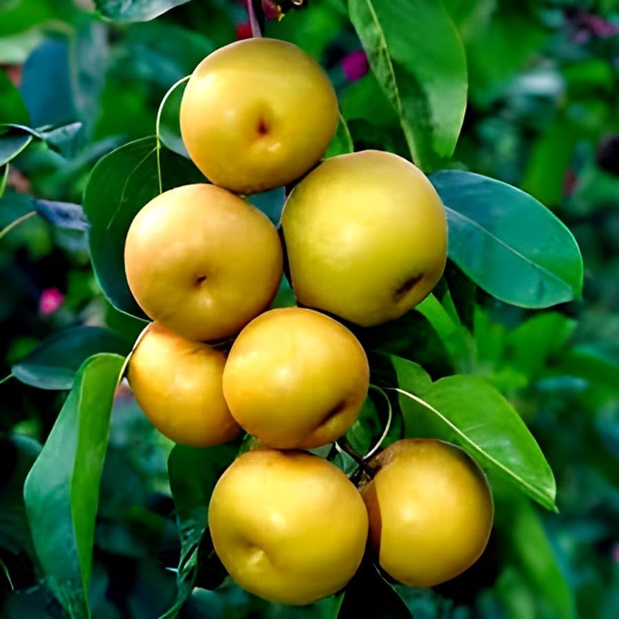 Image of Hybrid Healthy Live Plant Round Babugosha Tropical Fruit Plant /Nashpati /Pear Fruit Grafted for Home Garden Tree Plants (Pack of 1)