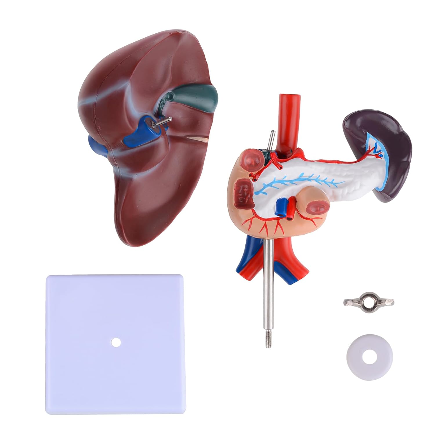 Life Size Human Liver Anatomical Model Removable Liver Anatomy Pancreas Model for Study Teaching