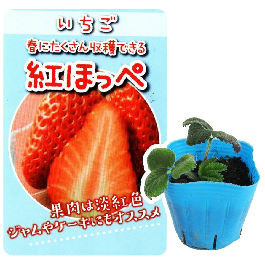 Amazon.co.jp: 【 イチゴ 】 選べる イチゴ 苗 1ポット 9cm
