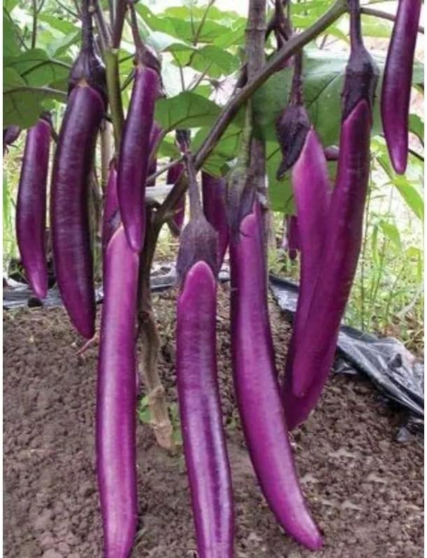 Green Horizon Muktojhuri Brinjal Seeds, Hybrid variety for Commercial Cultivation, Kitchen Garden Organic seed (Pack of 100 plus seeds)