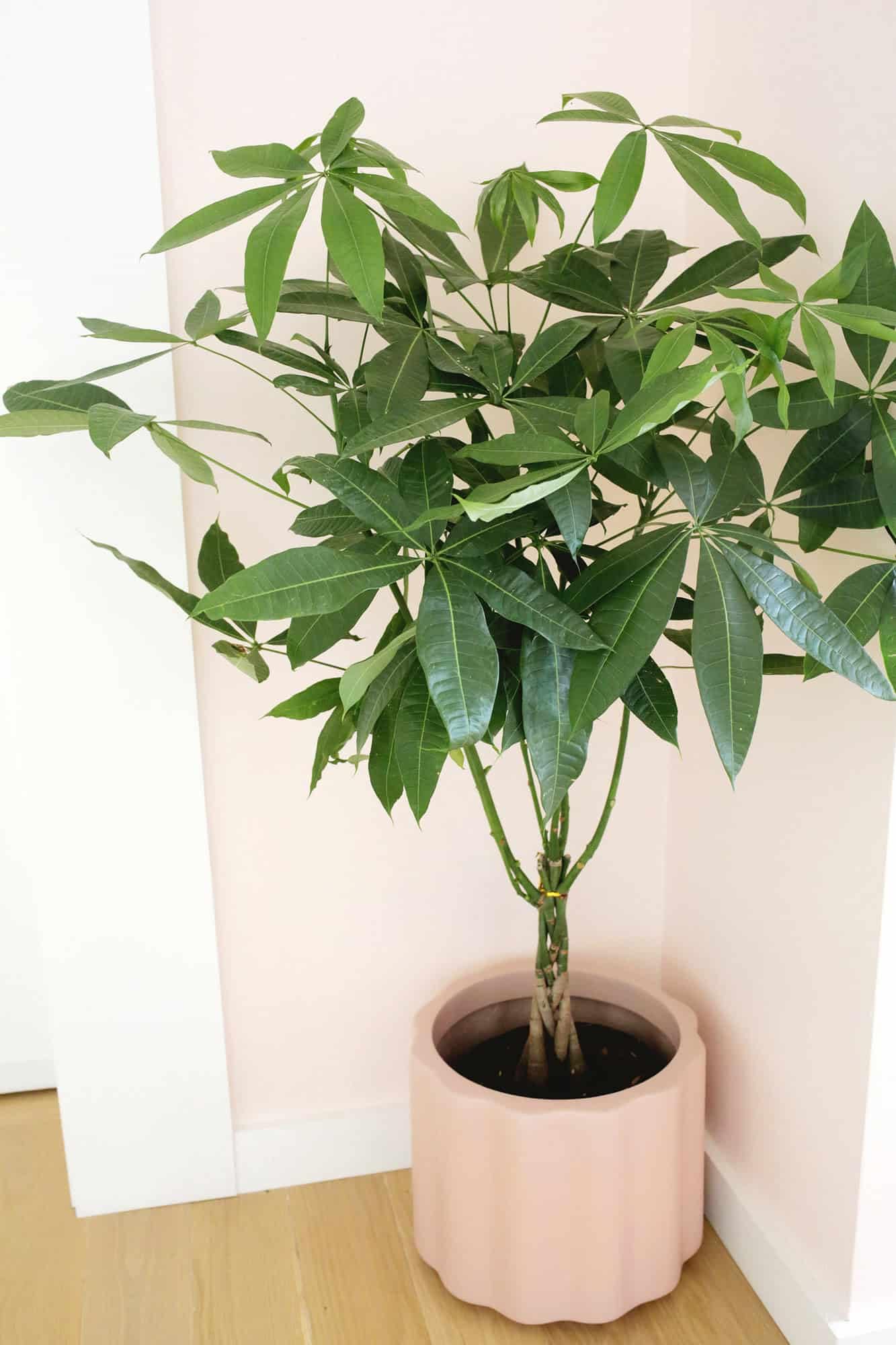 Live Money Tree Plant (Pachira aquatica) | Indoor Lucky Plant | Air Purifying Live Houseplant | Easy Care Decorative Plant for Home & Office (Pacck of 1 Live Plant Withpot)-image-42