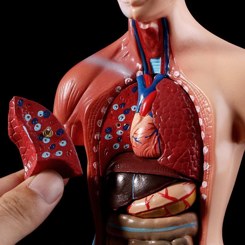Menschliches Körpermodell 28Cm, Anatomische Medizinische Innere Organe 15 Stücke Human Torso Anatomie-Modell Mit Herzkopf-Gehirn-Skelett-Modell Für Den Unterricht Kinder Anatomie-Bildung