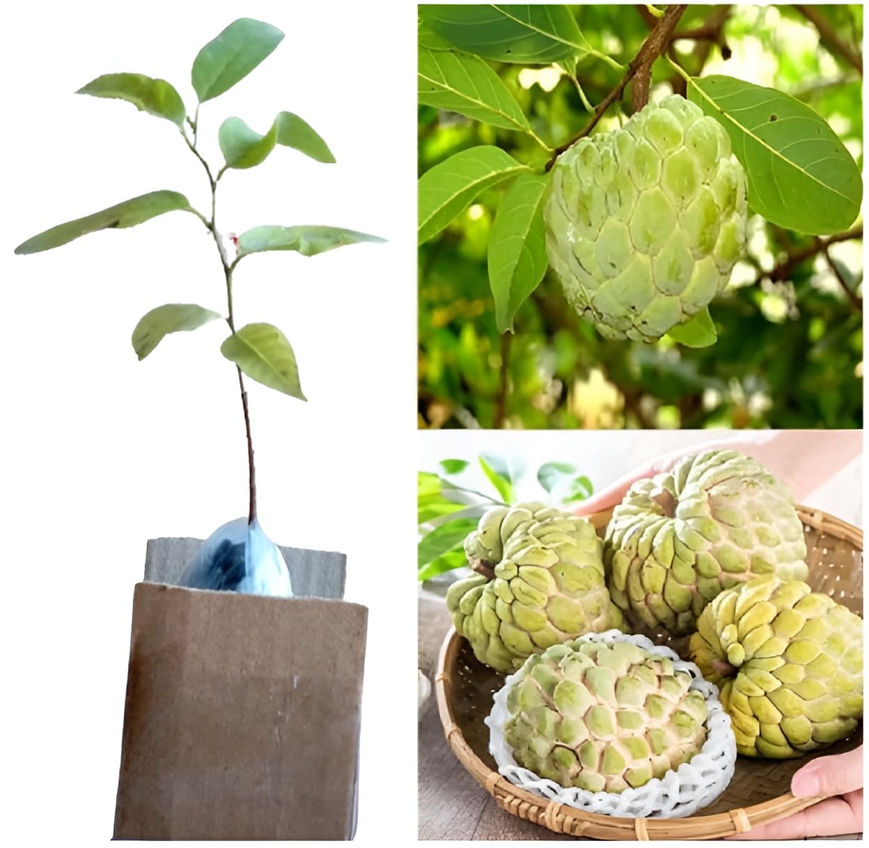See full amazon price history chart for Oxiflora "NMK-01(Golden) Custard Apple"Clone type hybrid - 1 Healthy Live Super Yielding Early Fruting NMK-01(Golden) Custard apple Fruit in Nursery Grow Bag for Home Garden Oxiflora "NMK-01(Golden) Custard Apple"Clone type hybrid - 1 Healthy Live Super Yielding Early Fruting NMK-01(Golden) Custard apple Fruit in Nursery Grow Bag for Home Garden (B0C55JN3VH) Amazon Price History, Amazon Price Tracker