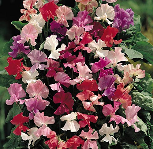 Sweet Pea Fragrantissima Seeds Garden Plant Hardy Annual Flowering Garden Plants Easy to Grow Your Own 1x Seed Packet 30 Seeds by Thompson and Morgan