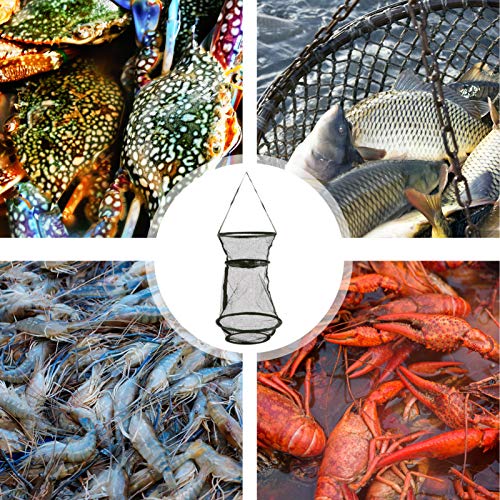 BESPORTBLE 25 cm, rede de pesca, armadilha dobrável para pesca, gaiola de pesca, cesta de pesca para