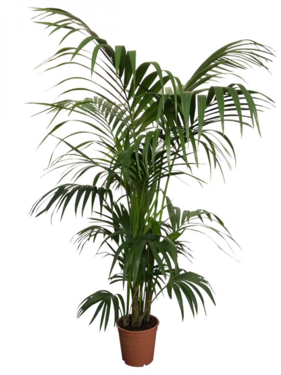 Kentia Palmera de Interior Natural XL Mide Más de 100cm de Altura Howea Planta Natural