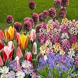 YouGarden - Spring Flowering 150 Bulb Collection Autumn Plant Bulbs 5 Different Varieties Muscari, Tulip, Allium, Anemone & Ixia Bulbs for Planting Now in Gardens