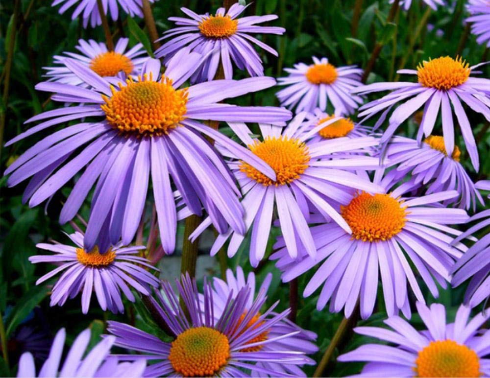 Peinture par numéro cadeau DIY fleur violette avec châssis bois