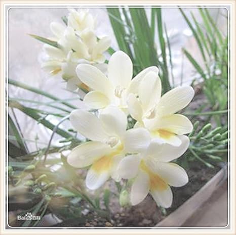 Amazon フリージア フリージア球根 特に植える価値がある スタイリッシュな花 鉢植えができます 純粋で美しい エレガントでかわいい 10 球根 ホワイト 花