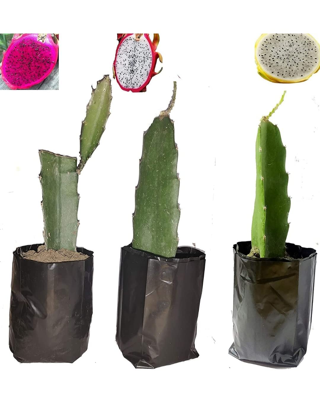 GLOBALPLANTS DRAGAN FRUIT LIVE PLANTS (3 IN ONE PACK) (B0B4FK1ZGH) Amazon Price History, Amazon Price Tracker