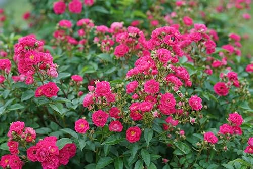 Miniatura 2 de 1 Gal. OSO Easy Peasy Rose Landscape Rose (Rosa), Live Plant, Pink Flowers