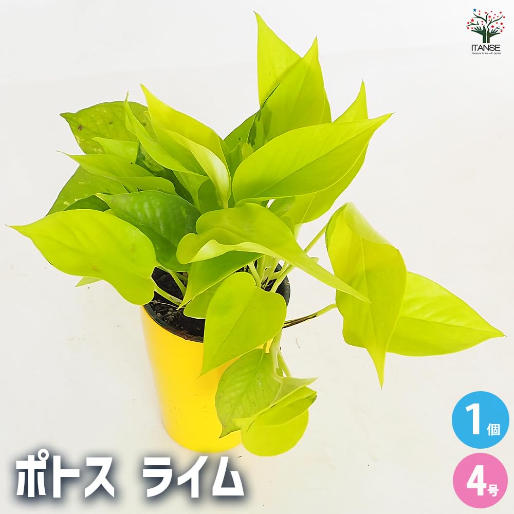 Amazon｜ITANSE ポトス ライム 4号 鉢色見計らい 1個売り 観葉