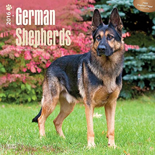 German Shepherds 2016 Calendar