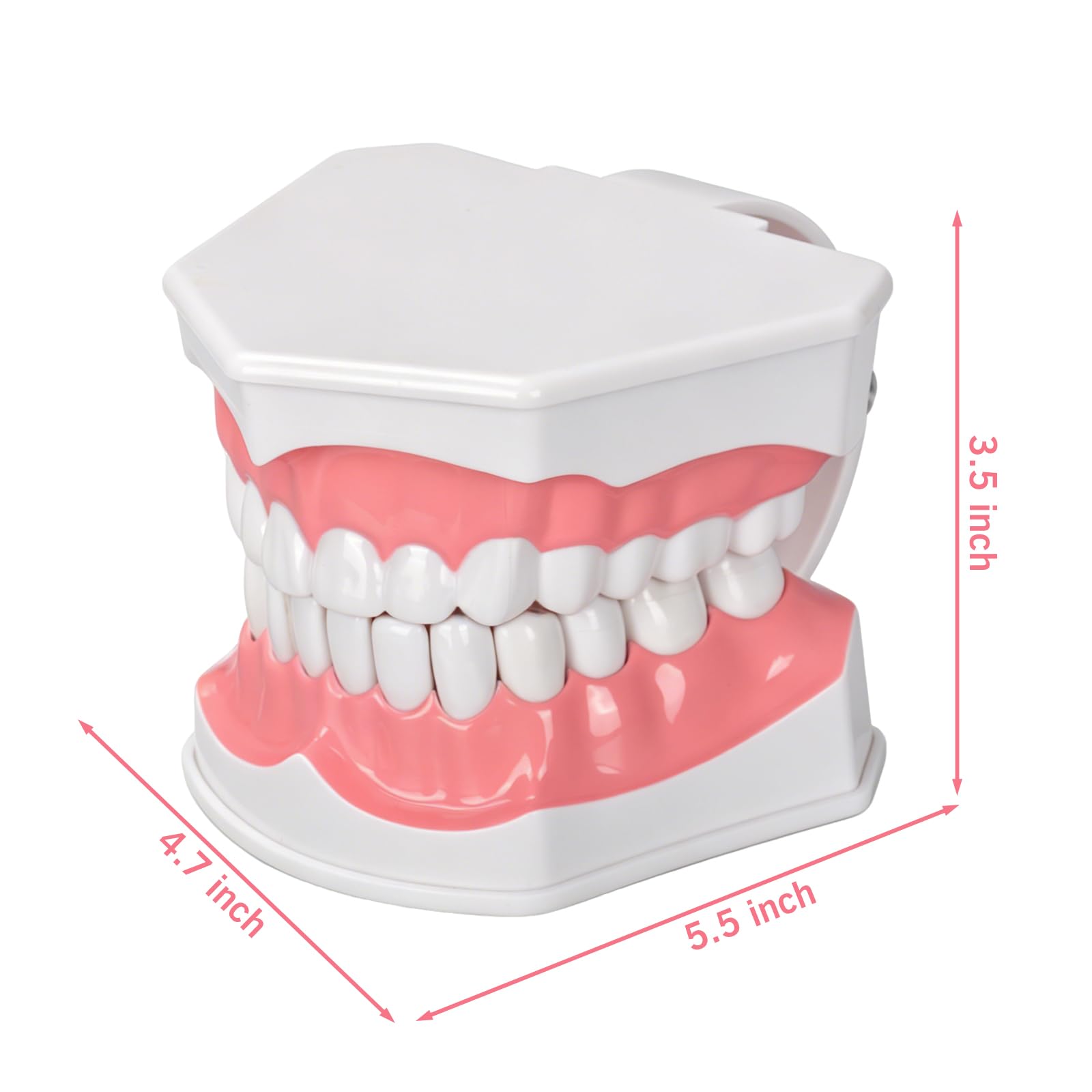Ultrassist, modello dentale ideale per spazzolare i denti dentali per bambini, 2 volte ingrandire, include spazzolino per studio anatomico dei denti dentali, educazione orale