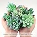 FEPITO 16 Pcs Random Size Artificial Succulent Plants Unpotted Succulents Picks Faux Succulent Plant in Green Stems for Home Indoor Garden Decoration
