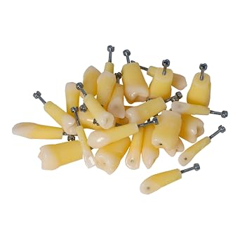 28 Pcs Dental Typodont Teeth Model with Caries Spots, Fits Kilgore Nissin 200