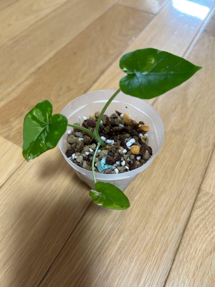 Amazon｜斑入りクワズイモ 観葉植物 苗｜観葉植物 オンライン通販