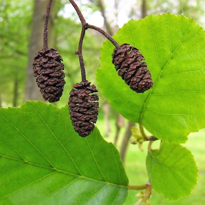 Miniatura 5 de Alnus glutinosa (Aliso Europeo, Aliso Negro) Planta Semillas de árboles, semillas de MySeeds.Co, elige la cantidad (0.14 oz)