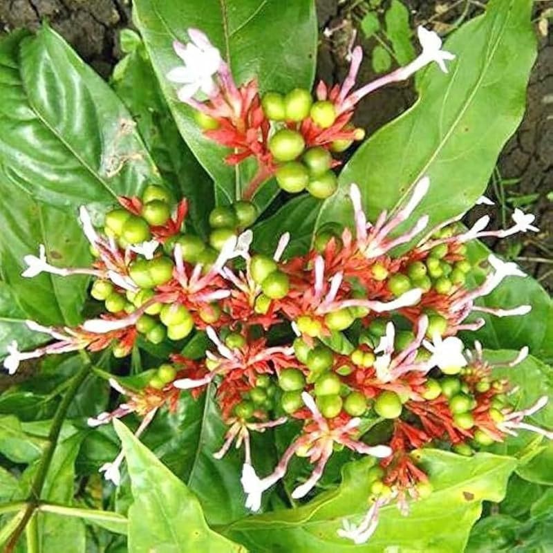 Image of Sarpagandha Live Plant, Rauwolfia Serpentina, Medicinal Herb, Green, 1 Count, Ornamental Plant with Orange-Red Flowers || WITH POT