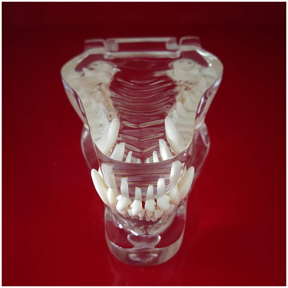Model Zębów Psa - Materiał Pvc Model Zębów Psa - Medyczny Anatomiczny Model Czaszki I Szczęki Psa - Do Nauki Weterynaryjnej, Model Edukacyjny