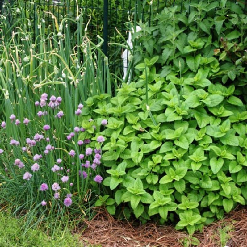 2 Lemon Balm Plants Live, Lemon Balm Plants for Outdoor Indoor Garden, Easy to Plant, Herb Starter Plant