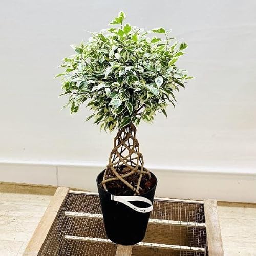 ������� �ϗt�A���F�t�B�J�X �x���W���~�� �X�^�[���C�g �^���[�d����*5���v���|�b�g �҂ݍ���