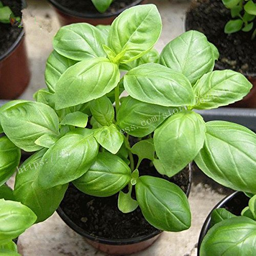200 PC/bag Basilikum Samen s ocimum Bonsai basilicum Samen Gemse duftend  fr Garten nach Hause zu pflanzen 2 : Amazon.de: Garten