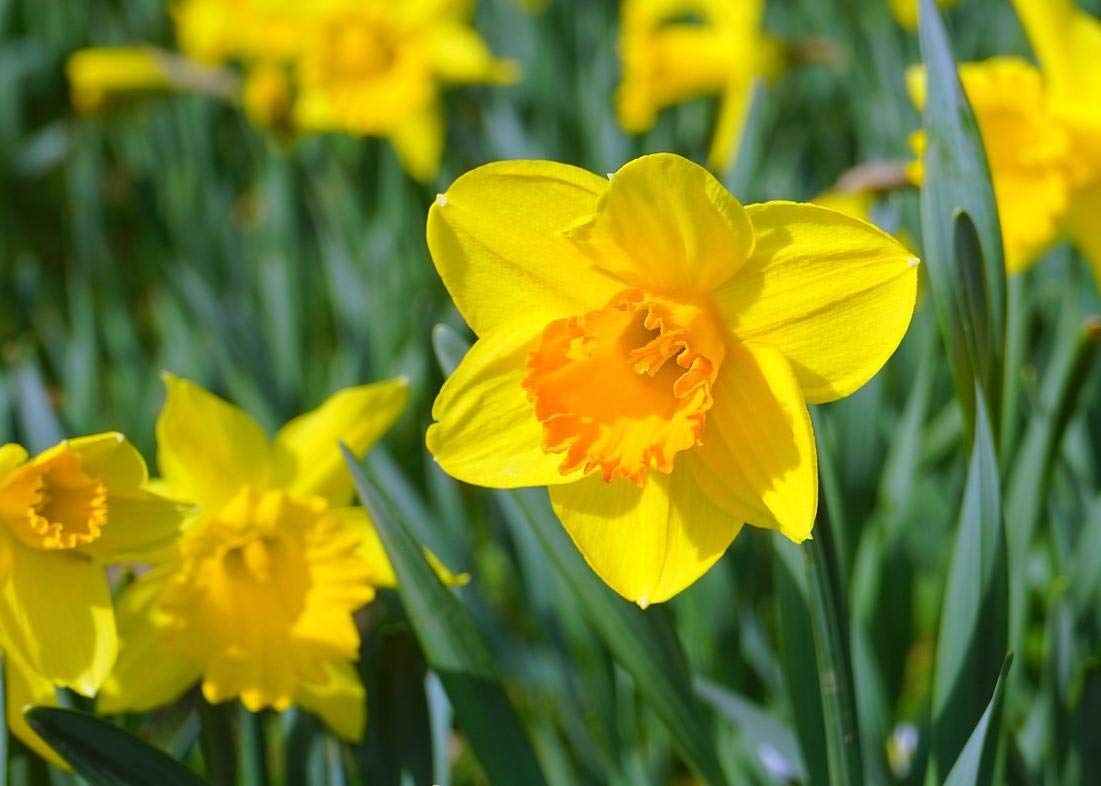 Floriculture Greens Winter Flower Bulbs Daffodil Aromatic Hybrid Flower Bulbs For Home Gardening (Yellow, Pack Of 20 Bulbs)