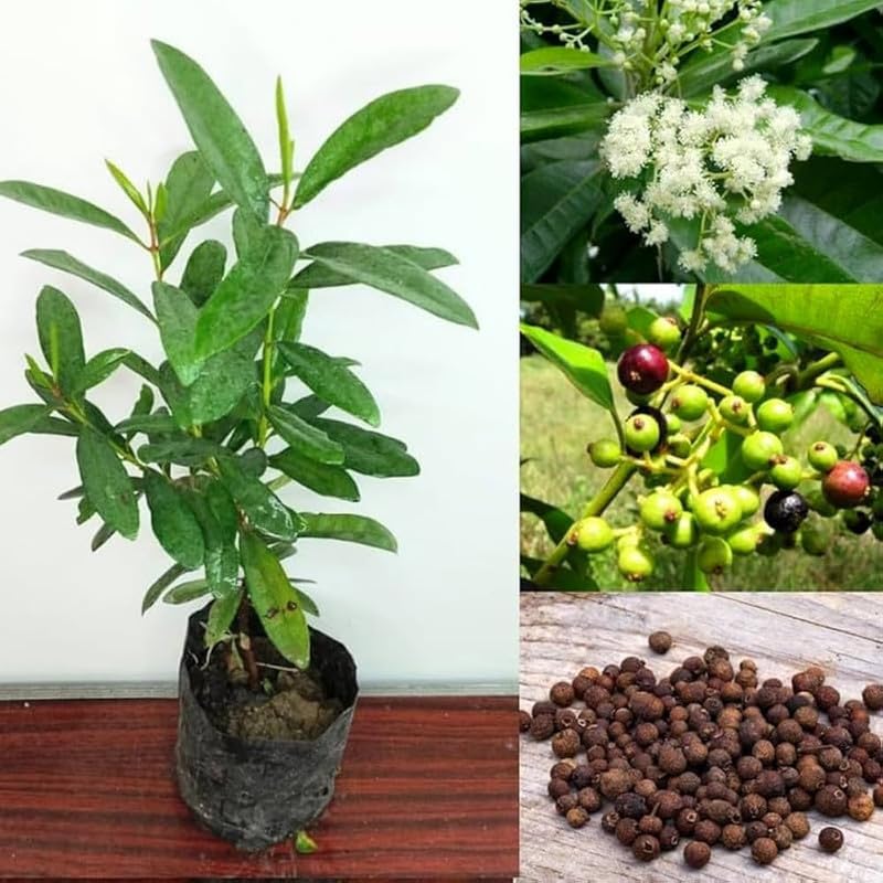 Live Allspice (All combined Masala flavour) Plant– Pack of 1 Big Size Kerala Variety All Spice Plant_al05-image-19