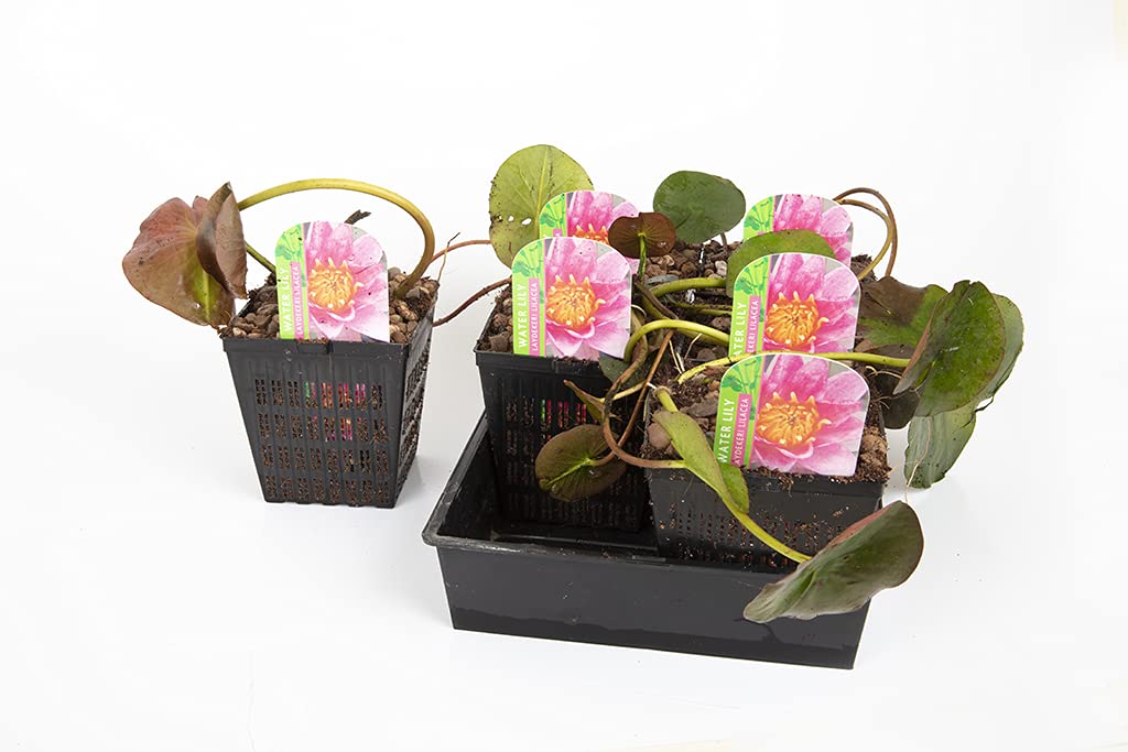 Lincolnshire Pond Plants Ltd - Marginal Starter Packs - Fresh Picked with Lily and Compost - Small Pond Pack Potted