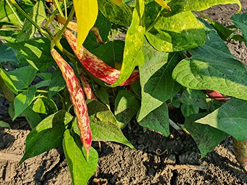 Taylor Dwarf Horticulture (Cranberry) Bush Bean Seeds, 25+ Heirloom Seeds Per Packet, Non Gmo Seeds, (Isla's Garden Seeds), Botanical Name: Phaseolus Vulgaris, 85% Germination Rates, Great Gift #TOP4