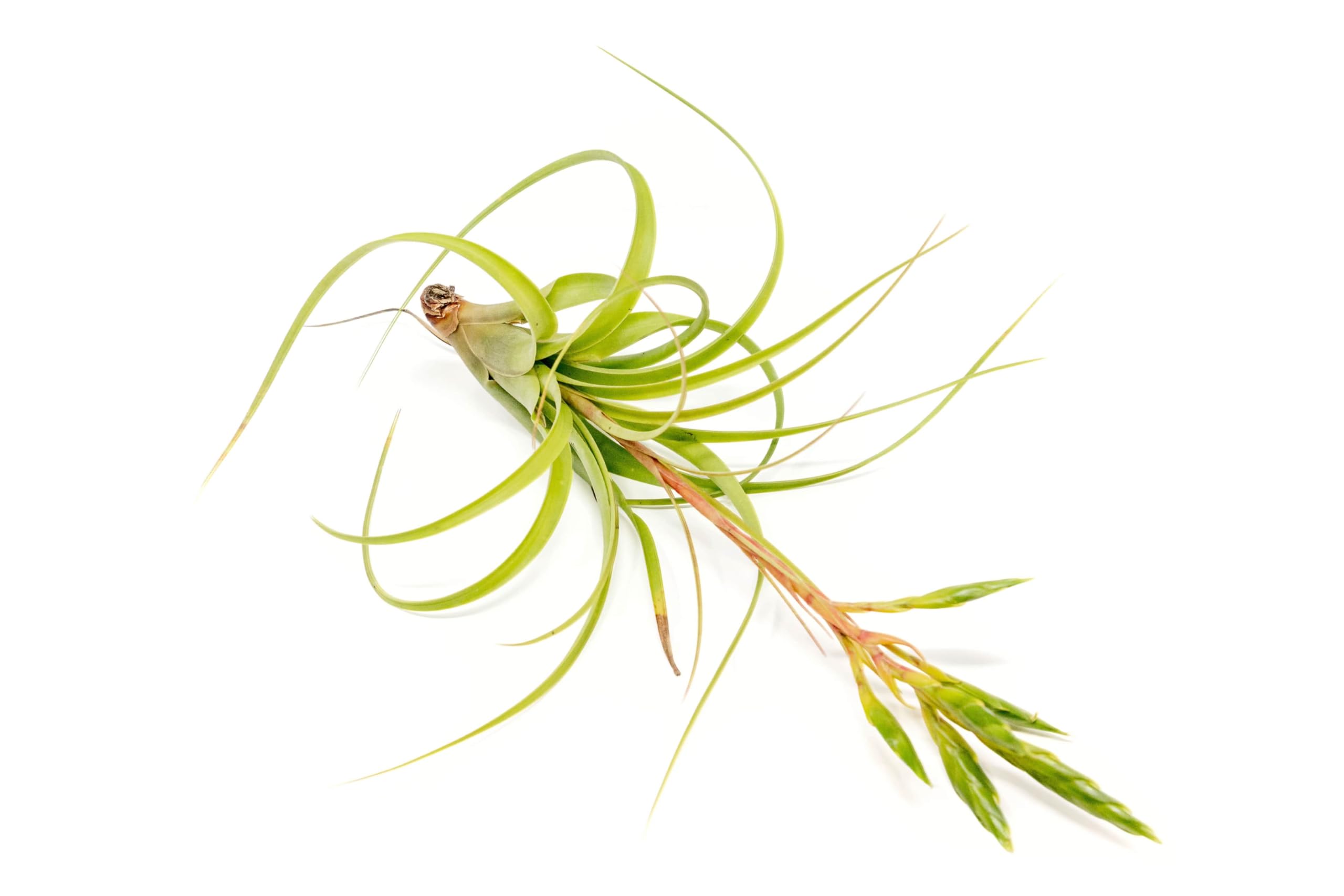 Air Plant Shop Tillandsia Roland Gosselini - Live Succulent House Plants - Home and Garden Decor - Easy Care Indoor and Outdoor Plants (Pack of 1)