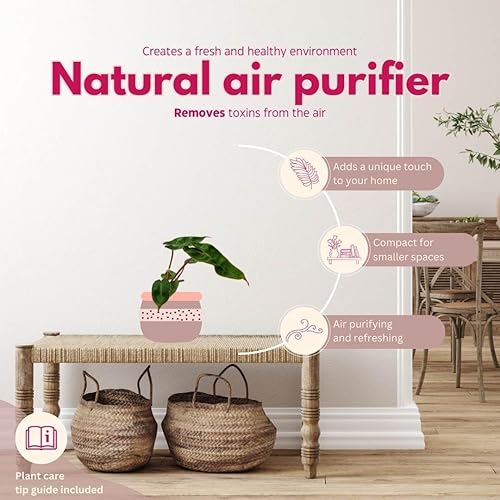 Miniatura 8 de BubbleBlooms Philodendron billietiae, Billie Philo en maceta de 2 pulgadas