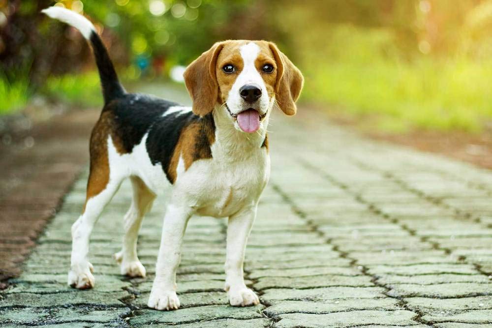 Nprzm H472 Diy 5D Diamond Painting Kit Full Drill Dog In The Sun Beagle Diamond Painting Painting Rhinestone Embroidery Craft For Home Wall Decoration 30X40cm