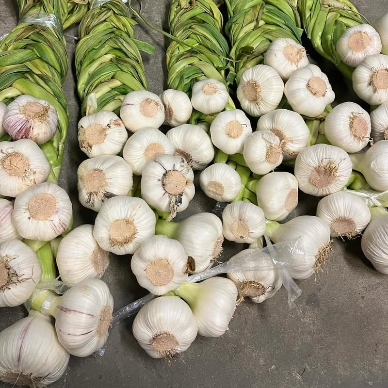 Miniatura 6 de Ajo de cuello duro de 1 libra para plantar en otoño, 8-10 bulbos de ajo Music para plantar, paquete variado de bulbos frescos y de alto rendimiento,