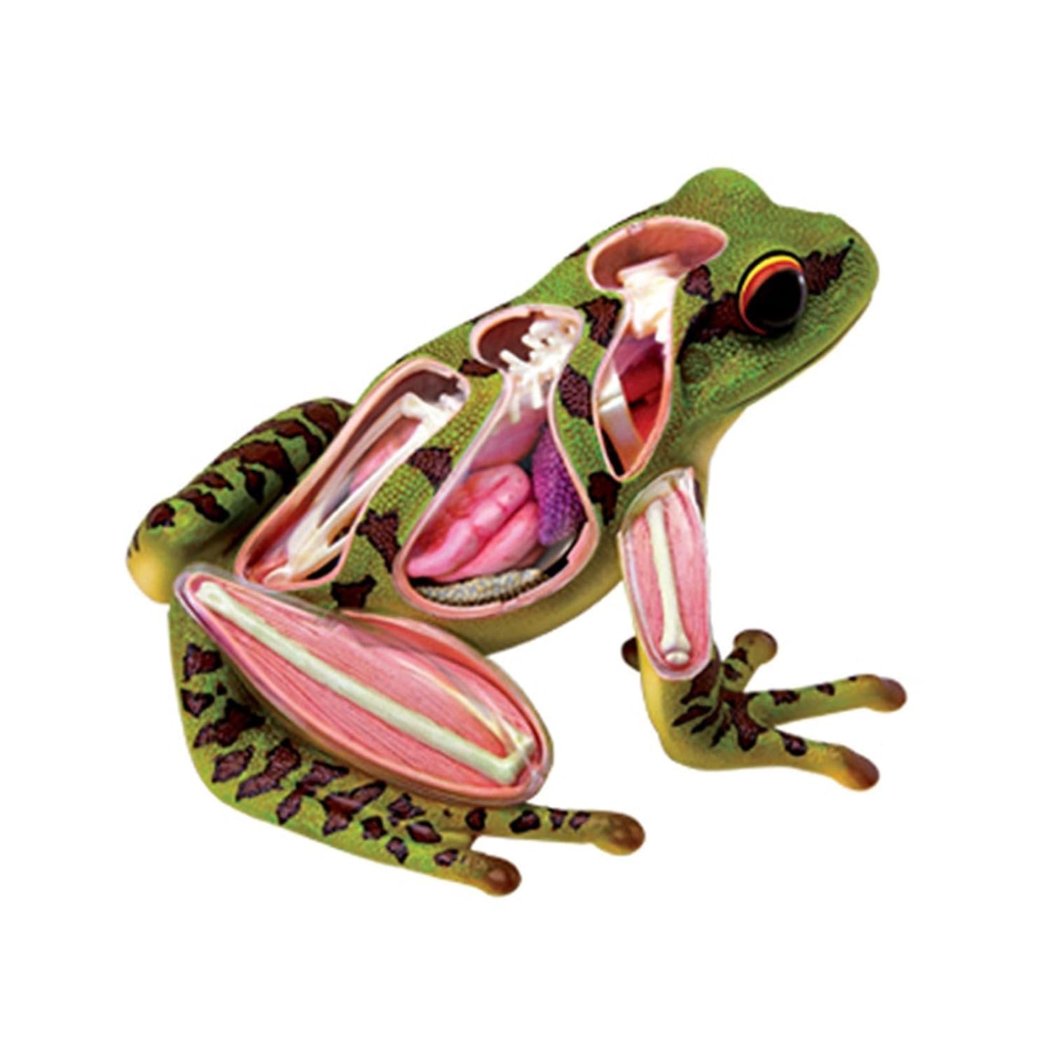 Frog Anatomy Model, 31 Parts Detachable Frog Organs and Body Parts Model, Frog Skeleton Model, Simulated Frog Dissection Kit for Educational Teaching Equipment
