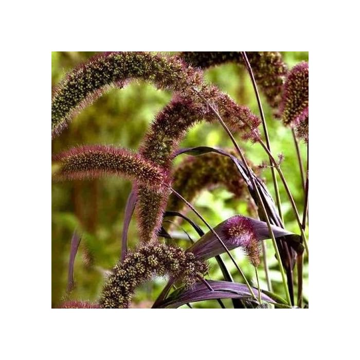 Buy Foxtail Millet Red Jewel Ornamental Grass Seeds (Setaria italica
