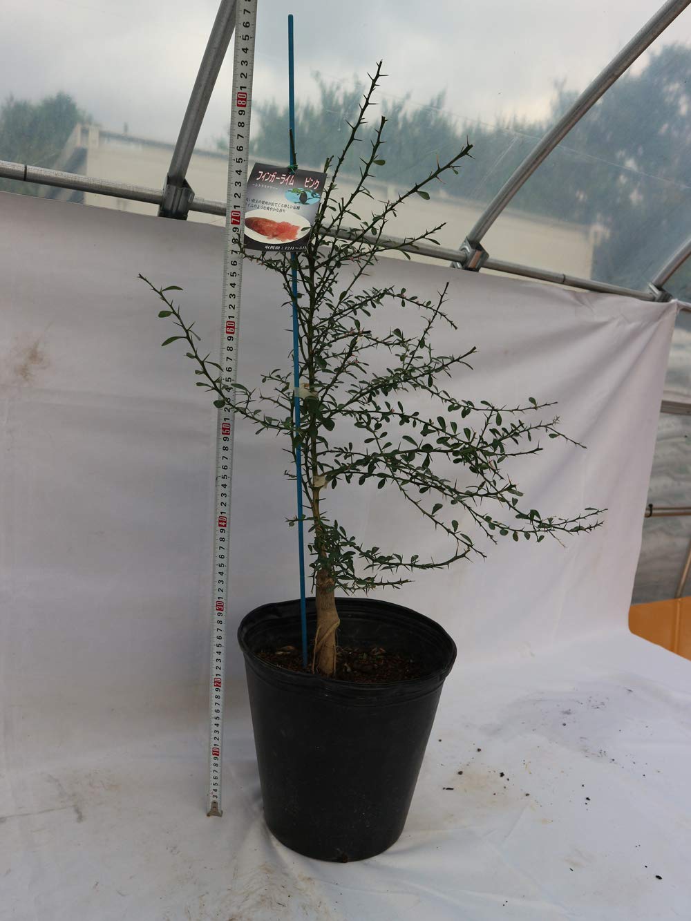 フィンガーライム大苗(ピンク)4年生