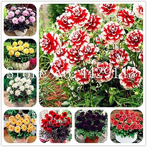 Sumpf frisch 100 Stück Dahlie Blumensamen zum Pflanzen Multi Farbe 2 Cover