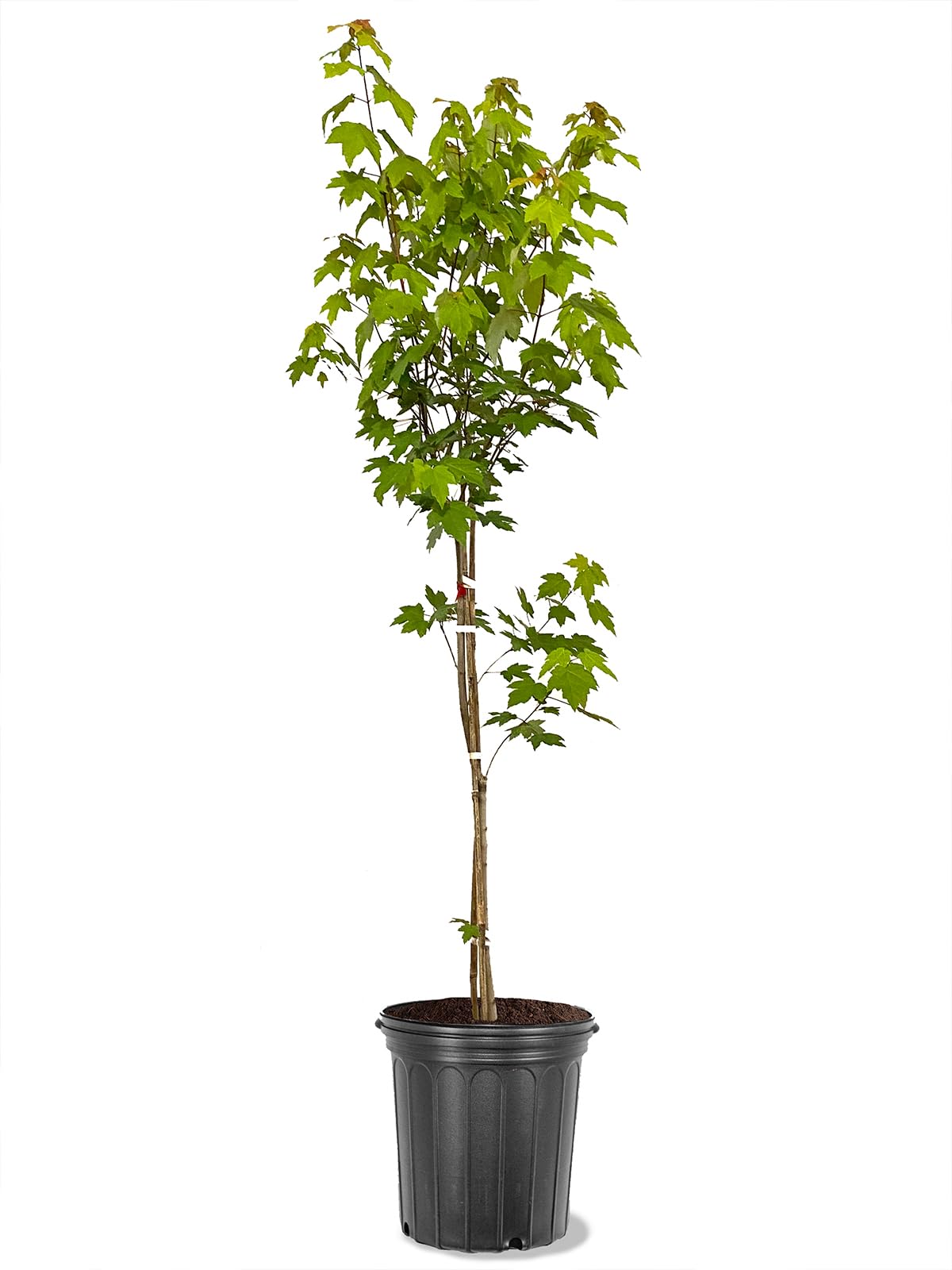 Amazon.com : Sunset Red Maple Tree 7 Gallon - (Due to Agricultural