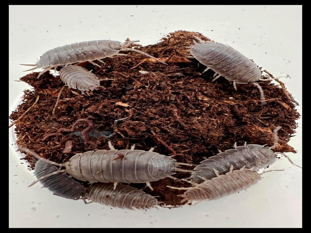 Giant Canyon Isopods (Qty-10) & Springtails (8 oz Seeding Culture) Combo Package, for Arid Amphibian/Reptile/Invertebrate Bioactive Habitats, by Critters Direct