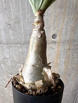 キフォステンマ・ユッタエ(抜き苗) リ3786 「現地株」キフォステンマ ユッタエ 抜き苗【11/24最新