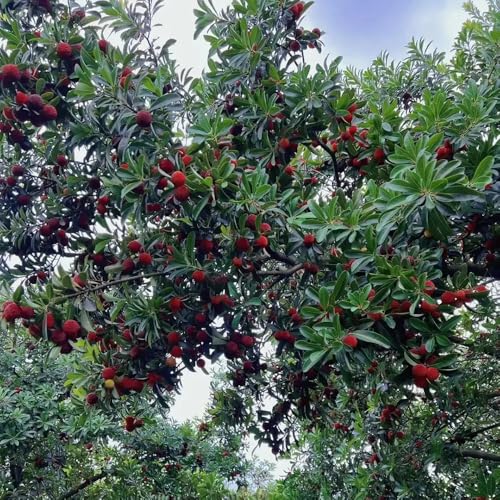semillas Myrica Rubra - resistentes de balcón comprar balcón invernadero de jardín madroño jardín 300pcs