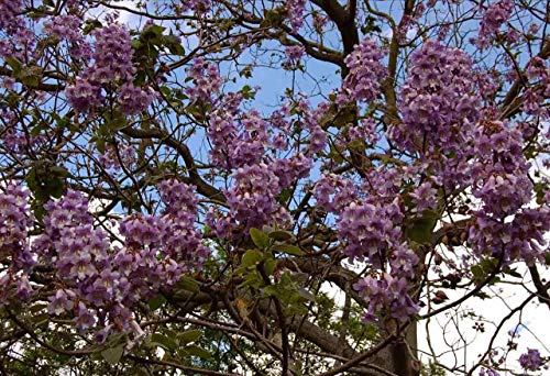 11.11 Großer Verkauf! 50 / bag schnell wachsenden lila Paulownia Samen seltener Baumsamen für zu Hause pflanzen Dekoration - Image 5