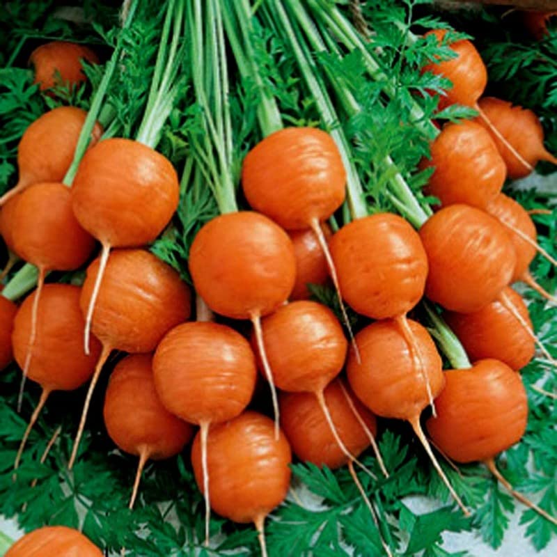 Paris Market Carrot 2000 Seeds + Freebie + Plant tag Heirloom Carrot Easy to Grow